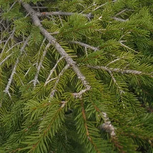 Хвойные опилки оптом в Саранске купить - оперативная доставка по всей России