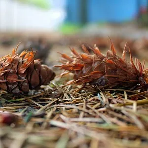 Хвойные опилки оптом в Саранске от завода-производителя Лигнум Ресурс