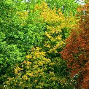 Лиственные опилки оптом в Саранске купить - оперативная доставка по всей России