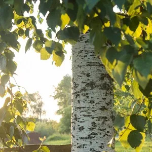 Опилки березовые оптом в Саранске купить - оперативная доставка по всей России
