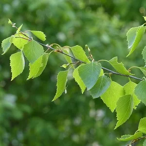 Опилки березовые оптом в Саранске от завода-производителя Лигнум Ресурс