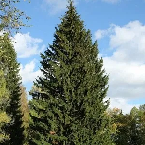 Еловые опилки оптом в Саранске купить - оперативная доставка по всей России