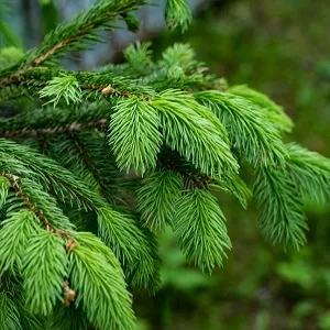 Еловые опилки оптом в Саранске от завода-производителя Лигнум Ресурс