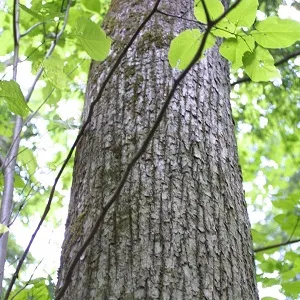 Опилки липовые оптом в Саранске купить - оперативная доставка по всей России