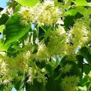 Опилки липовые оптом в Саранске от завода-производителя Лигнум Ресурс