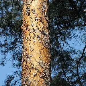 Сосновые опилки оптом в Саранске купить - оперативная доставка по всей России