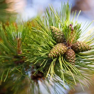 Сосновые опилки оптом в Саранске от завода-производителя Лигнум Ресурс