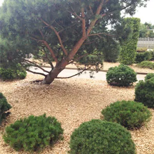 Хвойная щепа оптом в Саранске купить - оперативная доставка по всей России